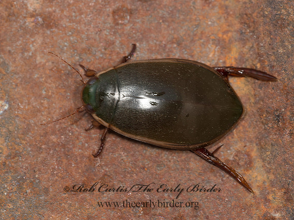 Cybister fimbriolatus  FRINGED DIVING BEETLE 9051927z