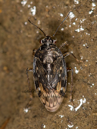 Saldula pallipes complex  SHORE BUG 9041180z