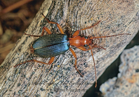 Brachinus fumans 173716z