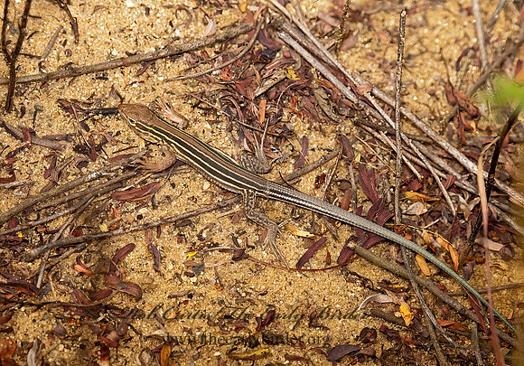 Aspidoscelis sexlineatus  SIX-LINED RACERUNNER 8023618z
