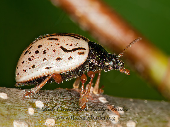Calligrapha philadelphica  DOGWOOD CALLIGRAPHA 3013629z