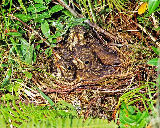 Catharus guttatus  HERMIT THRUSH 177324z