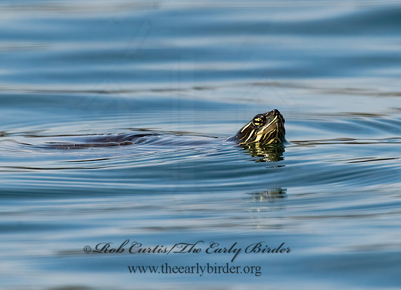 Trachemys scripta elegans  RED EARED SLIDER  8011987z