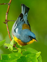 Setophaga americana NORTHERN PARULA 8022100z
