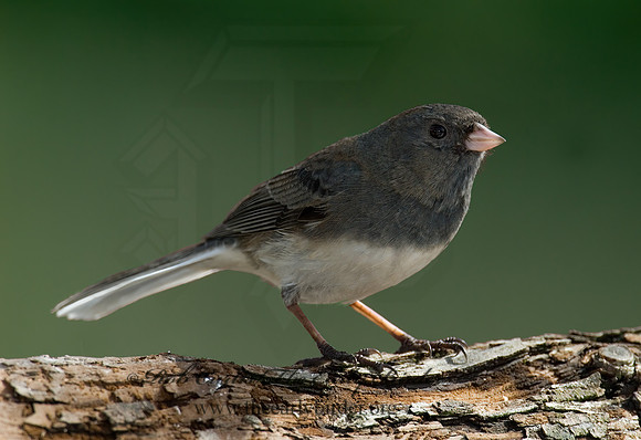 Junco hyemalis   DARK-EYED JUNCO 6001116z