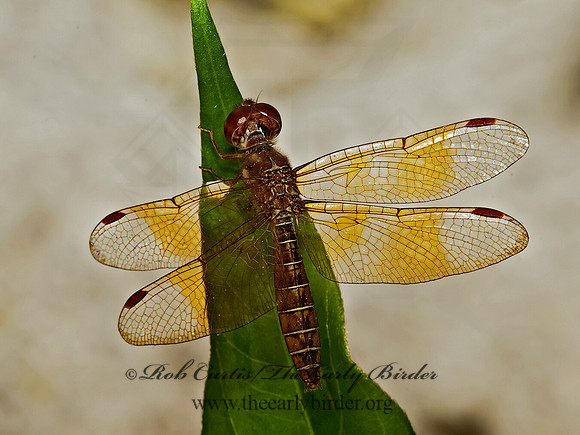 Perithemis tenera EASTERN AMBERWING 8023493
