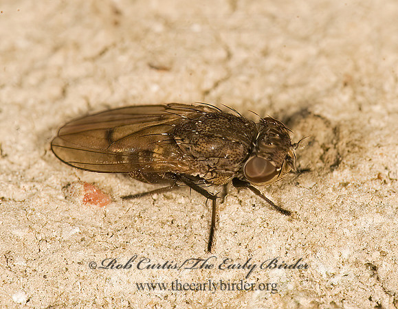 Paralimna SHORE FLY 8016699z