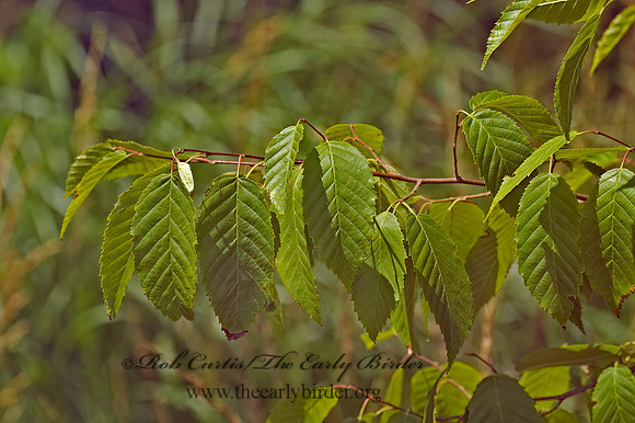 Carpinus caroliniana  HORNBEAM 5010720z