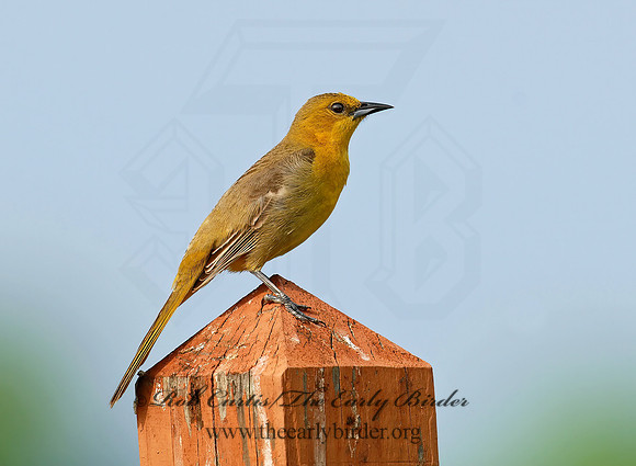 Icterus cucullatus  HOODED ORIOLE 6023122z