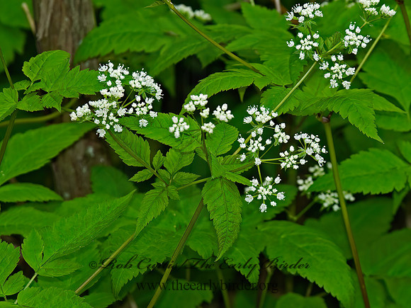 Osmorhiza  SWEET CICELY 6004918z