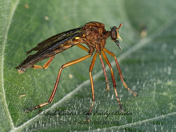 Diogmites platypterus HANGING THIEF 9049723z