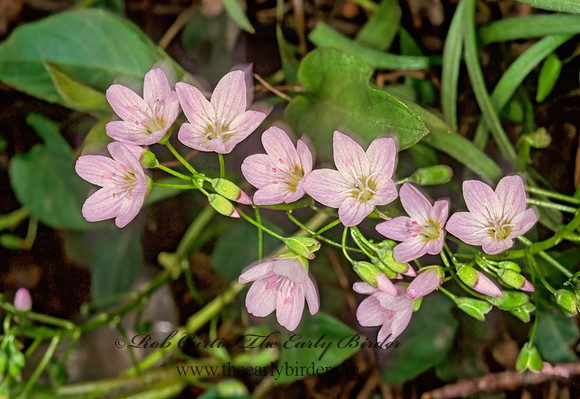 Claytonia virginica  SPRING BEAUTY 265229z