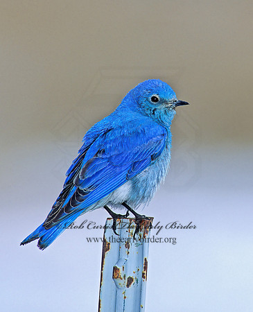 Sialia currucoides  MOUNTAIN BLUEBIRD  103004z