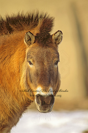 Equus ferus przewalskii  PRZEWALSKI'S HORSE 118921z