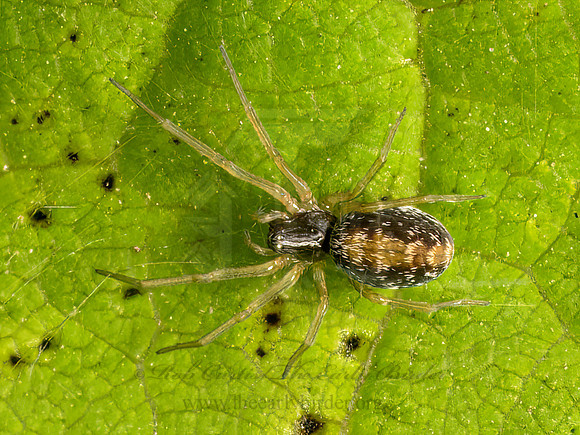 Dictyna foliacea  MESH WEB SPIDER 9079561z