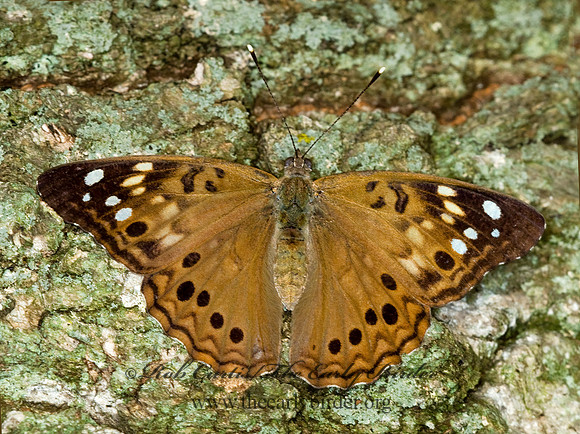 Asterocampa celtis  HACKBERRY EMPEROR 6012801z