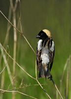 Dolichonyx oryzivorus BOBOLINK 8004317z