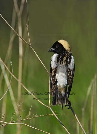 Dolichonyx oryzivorus  BOBOLINK 8004317z