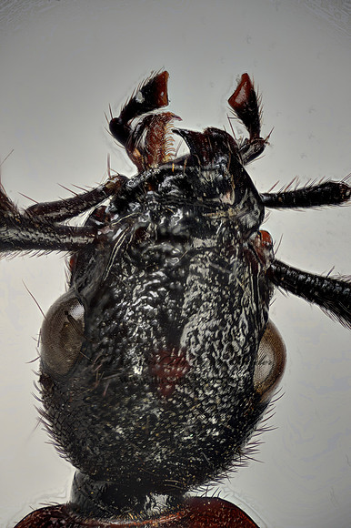 Galerita atripes 9016983z