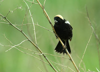 Dolichonyx oryzivorus BOBOLINK 4000593 z