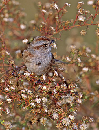 Spizelloides arborea  AMERICAN TREE SPARROW 1278118z