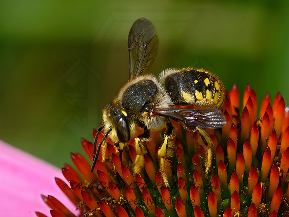 Anthidium manicatum  EUROPEAN WOOLCARDER BEE 9063514z