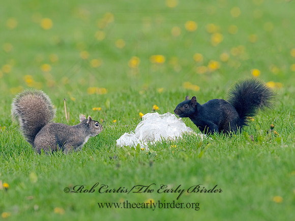 Sciurus carolinensis  EASTERN GRAY SQUIRREL 3001937z