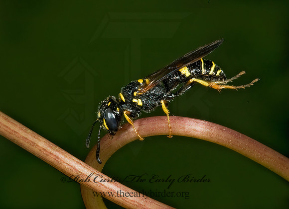 Philanthus gibbosus  BEEWOLF WASP 5009947z