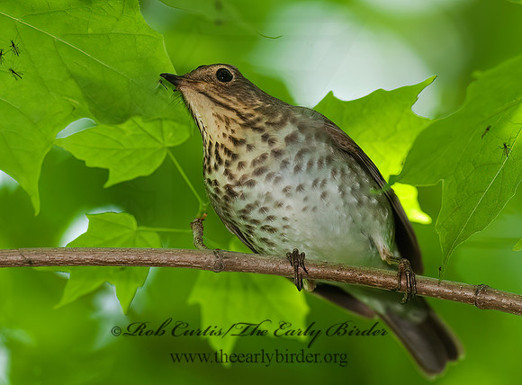 Catharus ustulatus  SWAINSON'S THRUSH 8022274z