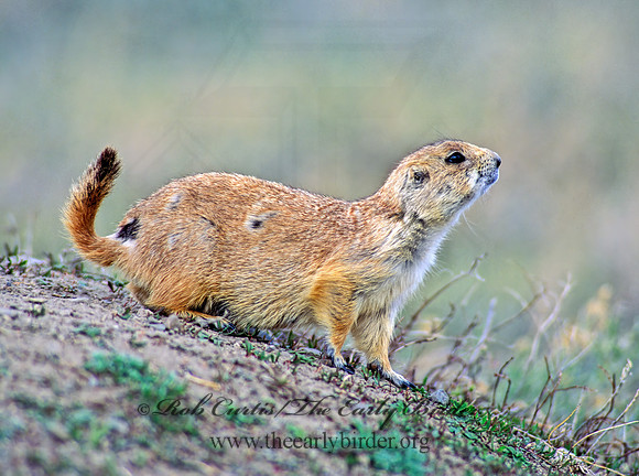 Cynomys ludovicianus  BLACK-TAILED PRAIRIE DOG 144011z