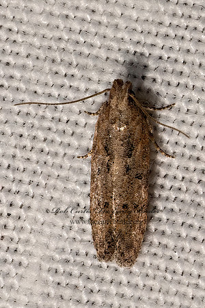 Hypatima TWIRLER MOTH 3033247z