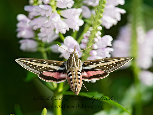 Hyles lineata  WHITE-LINED SPHINX 9014120 z