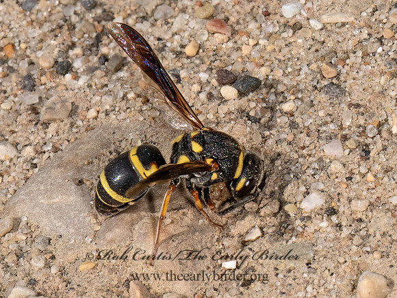 Euodynerus auranus  POTTER WASP 9079611z