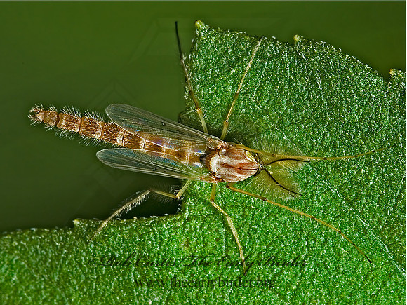 Chironomus  NON-BITING MIDGE 5002260z