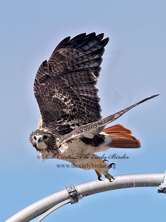Buteo jamaicensis RED-TAILED HAWK 6041550z