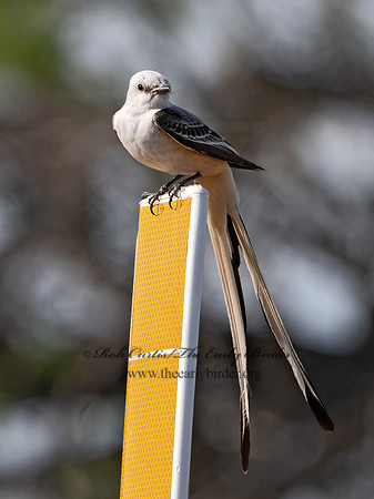 Tyrannus forficatus  SCISSOR-TAILED FLYCATCHER 3032993z