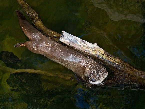 Lontra canadensis  RIVER OTTER 5005453z