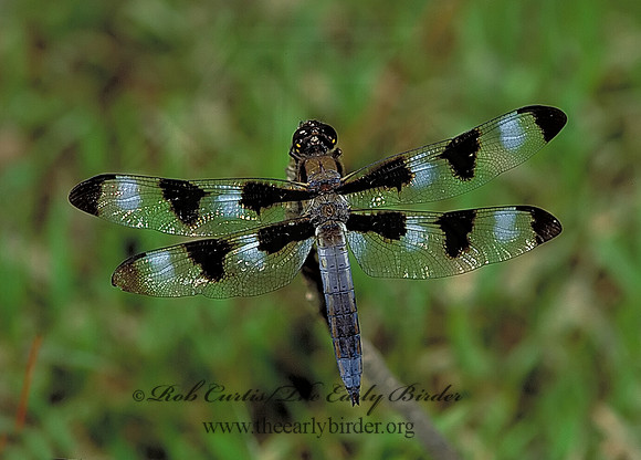 Libellula pulchella 171116