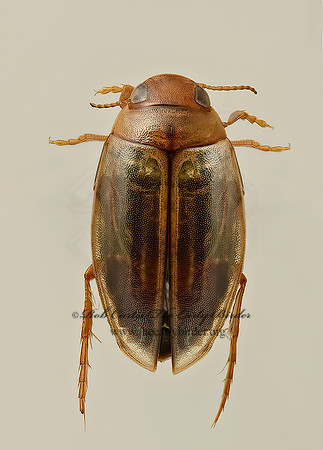 Hygrotis nubilus  HYGROTINI DIVING BEETLE 9019625z