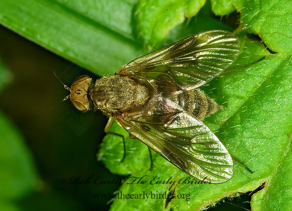 Chrysopilus quadratus  SNIPE FLY 4001877z
