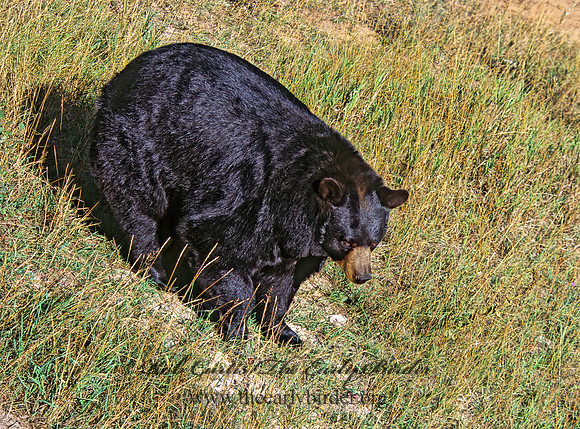 Ursus americanus  BLACK BEAR  302717z