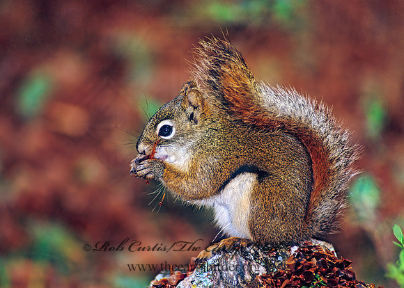 Tamiasciurus hudsonicus  AMERICAN RED SQUIRREL  233717 z