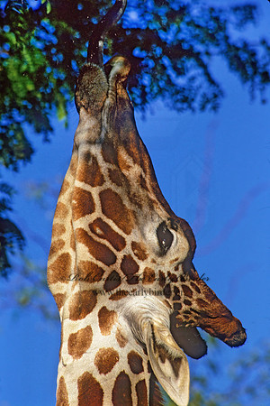 Giraffa camelopardalis rothschildii  ROTHCHILD'S GIRAFFE 294003z