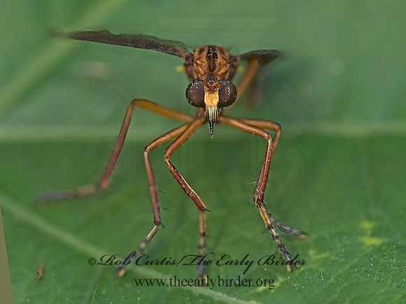 Diogmites platypterus HANGING THIEF 9049721z