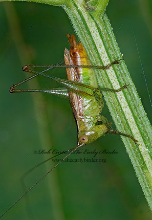 Conocephalus brevipennis  SHORT-WINGED MEADOW GRASSHOPPER  6014786z