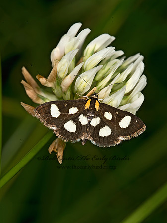 Anania funebris  WHITE-SPOTTED SABLE MOTH 9033098z