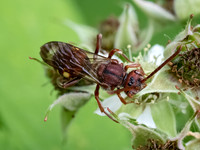 Nomada ruficornis grp NOMAD BEE 9078642