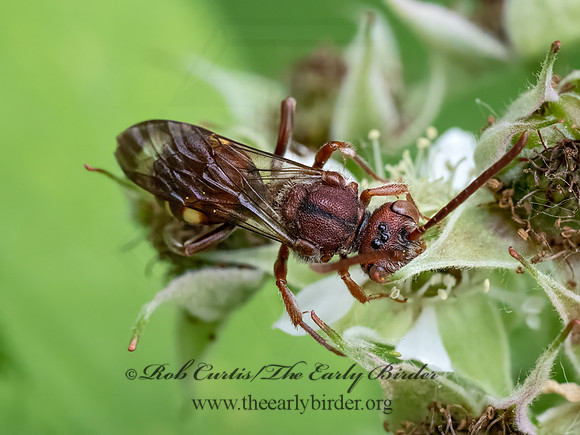 Nomada ruficornis grp  NOMAD BEE 9078642