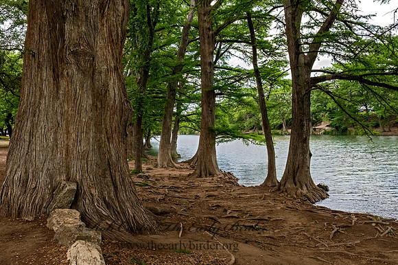 Taxodium distichum  BALD CYPRESS 3034829z