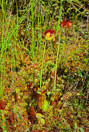 Sarracenia purpurea  PURPLE PITCHER PLANT 1285629z